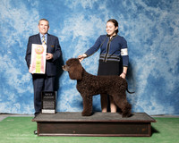 Irish Water Spaniel #J603 Sat Best Junior Grace Stewart Judge Dana Cline