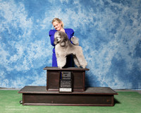 Miniature Poodle #5 BOV Tyson Holly Mary Lumpkin Judge Denny Mounce