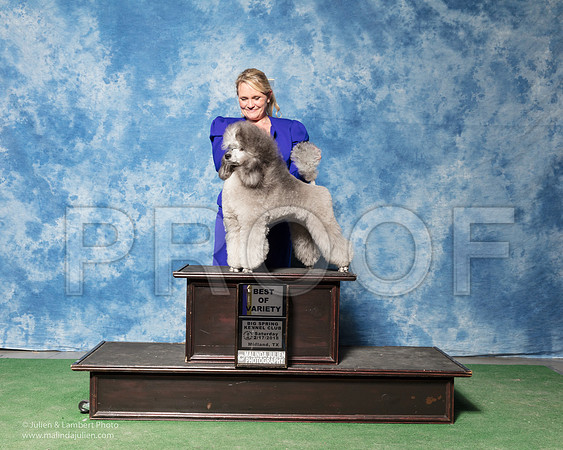 Miniature Poodle #5 BOV Tyson Holly Mary Lumpkin Judge Denny Mounce-_SR_7063