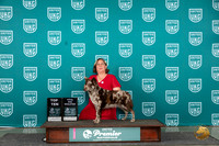 Mudi #205 Thur Top10BOBTD Judge Stephanie Mueller