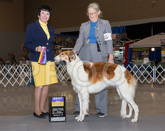 Borzoi #8 Fri BOB Van De Water Susan Judge Barbara Alderman-_JJL0712
