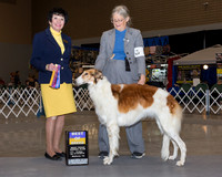 Borzoi Susan Van De Water