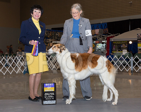 Borzoi #8 Fri BOB Van De Water Susan Judge Barbara Alderman-_JJL0711