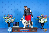Border Collie #12 FRI WB BOW Judge Annella Cooper
