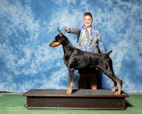 Doberman Pinscher #9 THURS G1 Klein Mary Cheryl Green Judge Barbara Alderman
