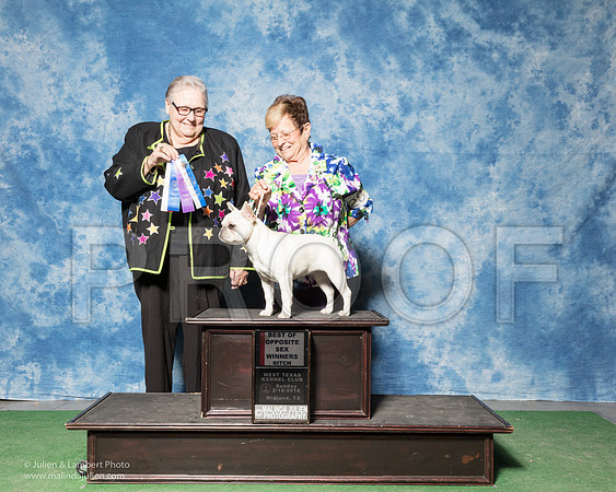 French Bulldog #28 Sun BOS WB Killian Debbie Agent Judy King Judge Denny Mounce-_SR_7185