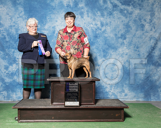 Brussels Griffon #10 Sun WB New Ch Monrreal Brenda Judge Beverly Napper-_SR_7210