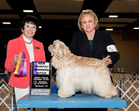 Cocker Spaniel ASCOB #8 Sun WB New Ch Pillow Janice Meladee Boyle Judge Barbara Alderman
