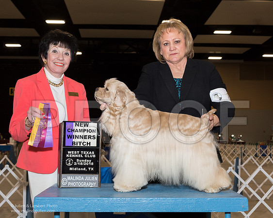 Cocker Spaniel ASCOB #8 Sun WB New Ch Pillow Janice Meladee Boyle Judge Barbara Alderman-_JJL0838