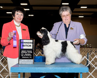 Cocker Spaniel Parti #8 Sun WB Turner Hayes Julie Judge Barbara Alderman