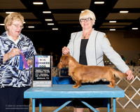 Dachshund Longhaired #19 Sun WD Maj Wilson Jeanie Judge Judith Brown