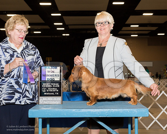 Dachshund Longhaired #19 Sun WD Maj Wilson Jeanie Judge Judith Brown-_JJL0832