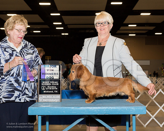 Dachshund Longhaired #19 Sun WD Maj Wilson Jeanie Judge Judith Brown-_JJL0833