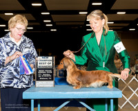 Dachshund Longhaired #6 Sun BOW New Ch Zeigler Jill Judge Judith Brown