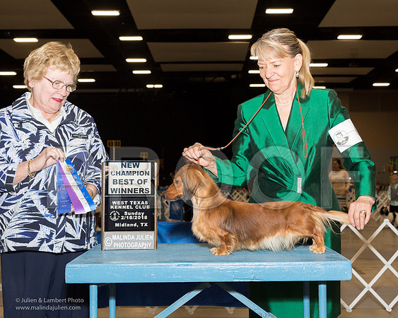 Dachshund Longhaired #6 Sun BOW New Ch Zeigler Jill Judge Judith Brown-_JJL0829