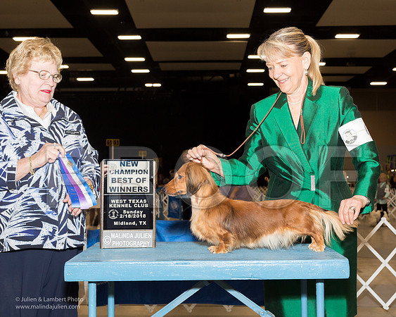 Dachshund Longhaired #6 Sun BOW New Ch Zeigler Jill Judge Judith Brown-_JJL0830