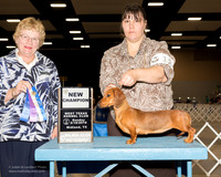 Dachshund Smooth #12 Sun WB New Ch Forrester Donna Judge Judith Brown
