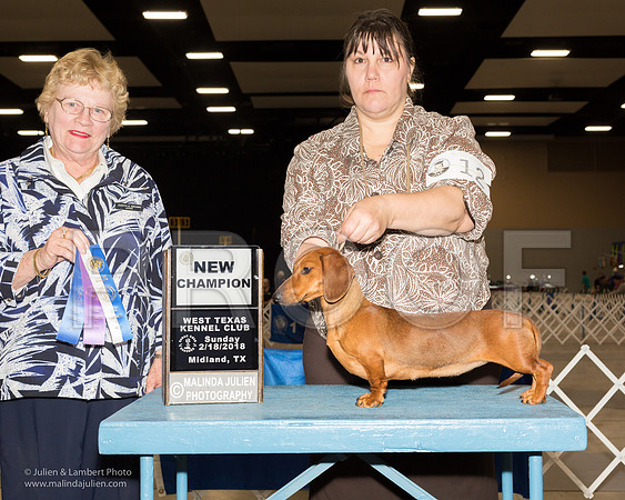 Dachshund Smooth #12 Sun WB New Ch Forrester Donna Judge Judith Brown-_JJL0857