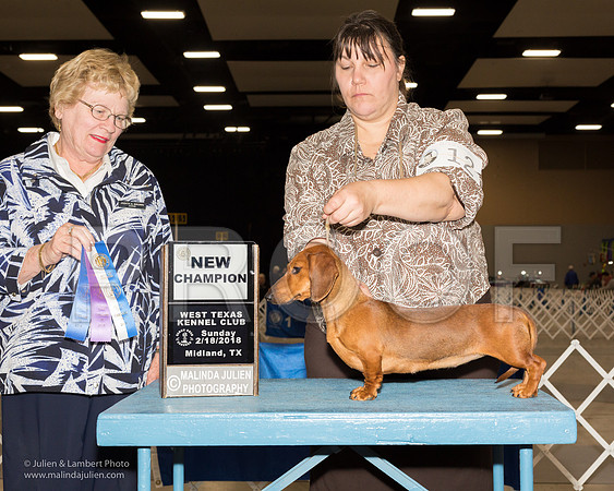 Dachshund Smooth #12 Sun WB New Ch Forrester Donna Judge Judith Brown-_JJL0858