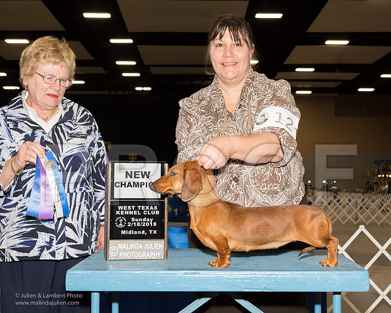 Dachshund Smooth #12 Sun WB New Ch Forrester Donna Judge Judith Brown-_JJL0859