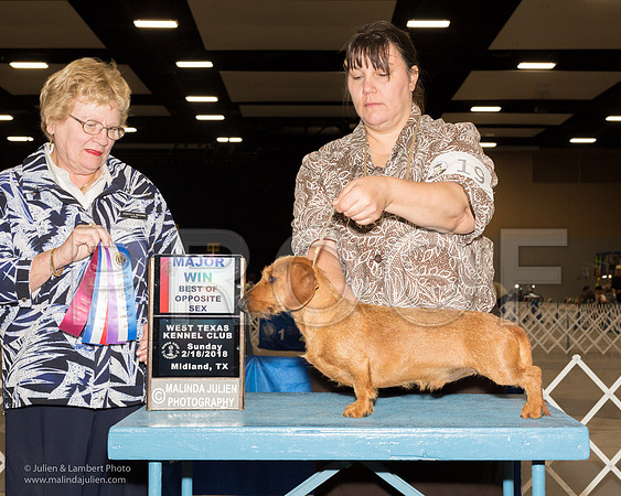 Dachshund Wirehaired #19 Sun BOS WD Maj Forrester Donna Judge Judith Brown-_JJL0863