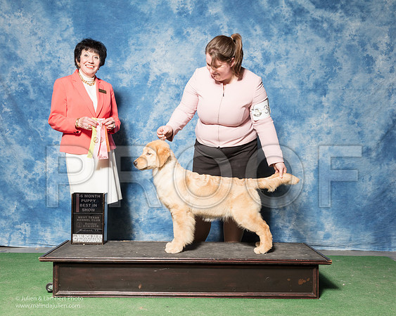 Golden Retriever #32 Sun 4-6 Best Puppy in Show Nieman Mia Samantha Stroede Lindsay Neiman Judge Barbara Alderman-_SR_7214