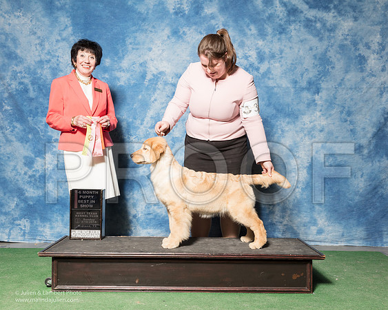 Golden Retriever #32 Sun 4-6 Best Puppy in Show Nieman Mia Samantha Stroede Lindsay Neiman Judge Barbara Alderman-_SR_7215
