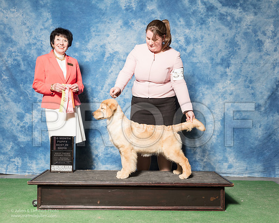 Golden Retriever #32 Sun 4-6 Best Puppy in Show Nieman Mia Samantha Stroede Lindsay Neiman Judge Barbara Alderman-_SR_7216