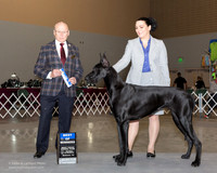 Great Dane #10 Sun BOW Jessica Kathy Geilow Judge Edd Bivens