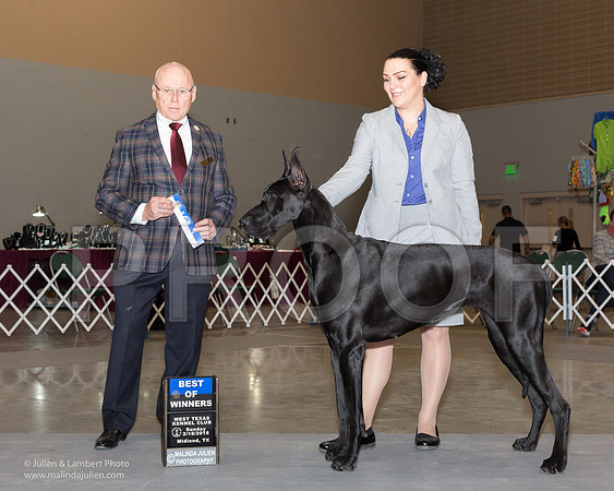 Great Dane #10 Sun BOW Jessica Kathy Geilow Judge Edd Bivens-_JJL0825