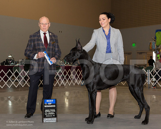 Great Dane #10 Sun BOW Jessica Kathy Geilow Judge Edd Bivens-_JJL0826