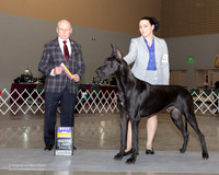 Great Dane #11 Sun BOB Sanchez Jessica Kathy Geilow Judge Edd Bivens