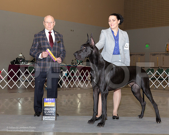 Great Dane #11 Sun BOB Sanchez Jessica Kathy Geilow Judge Edd Bivens-_JJL0822