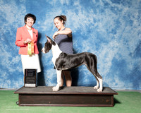 Great Dane #18 Sun 4-6 G3 Vedder Shinae Dayyrl Pitts Briand O'Donnell Judge Barbara Alderman