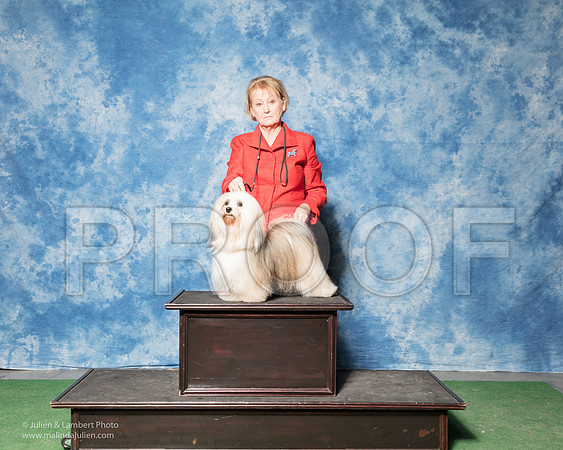Havanese #14 Sun Tammy Marshall-_SR_7220