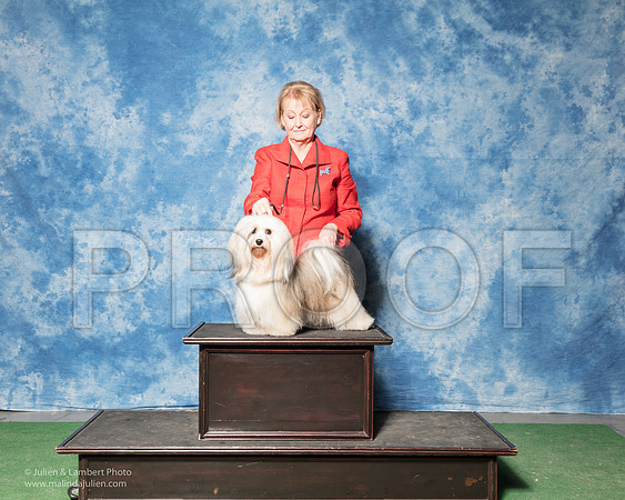 Havanese #14 Sun Tammy Marshall-_SR_7223