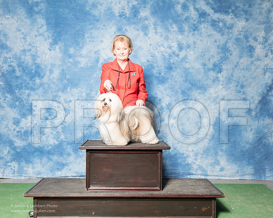 Havanese #14 Sun Tammy Marshall-_SR_7224