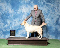 Labrador Retriever #14 Sun BOB Somoza Fernando Agent Jesus Moreno Judge Judith Brown