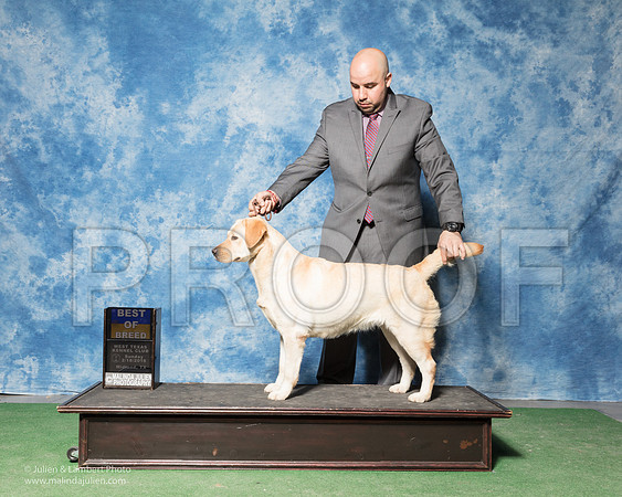 Labrador Retriever #14 Sun BOB Somoza Fernando Agent Jesus Moreno Judge Judith Brown -_SR_7202
