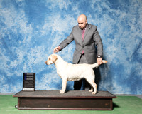 Labrador Retriever #16 Sun WB Somoza Fernando Agent Jesus Moreno Judge Judith Brown
