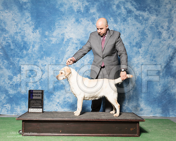Labrador Retriever #16 Sun WB Somoza Fernando Agent Jesus Moreno Judge Judith Brown-_SR_7200
