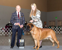Mastiff #5 Sun BOB Sanchez Joe Carla Sanchez Alix Sanchez Agent Holly Leftwich Judge Edd Bivens