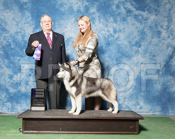 Siberian Husky #20 Sun WB Badger Michelle Judge Dr Donald Gill-_SR_7195