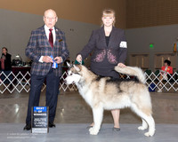 Siberian Husky #7 Sun BOW Hoover Kathy Bruce Karen Hesse Smith Judge Edd Bivens