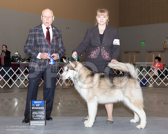 Siberian Husky #7 Sun BOW Hoover Kathy Bruce Karen Hesse Smith Judge Edd Bivens-_JJL0846