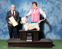 Dandie Dinmont Terrier #5 SAT G3 Spears Dr Carmn H Caroline Chas Blair Judge Edd Bivens