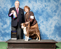 Miniature American Shepherd #5 Sun BOB BOW BOH Butterfield Davis Kathryn Al Davis Judge Dr Donald Gill