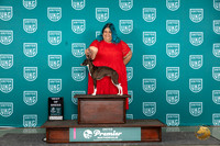 Italian Greyhound #1238 Sun BOB Judge Deb Allen