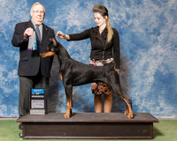 Doberman Pinscher #17 Sat BOW Zimmerman Kathy Sanders Hillary Agent Ashlee Claggett Judge Dr Donald Gill