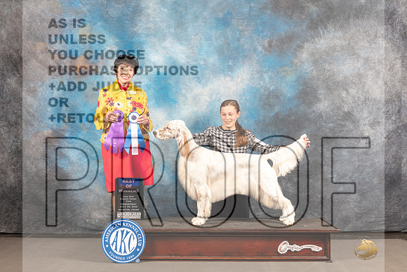 English Setter #6 WED BOW Judge Barbara Alderman-_MJ_2477e-2_Hstn2022-HR3